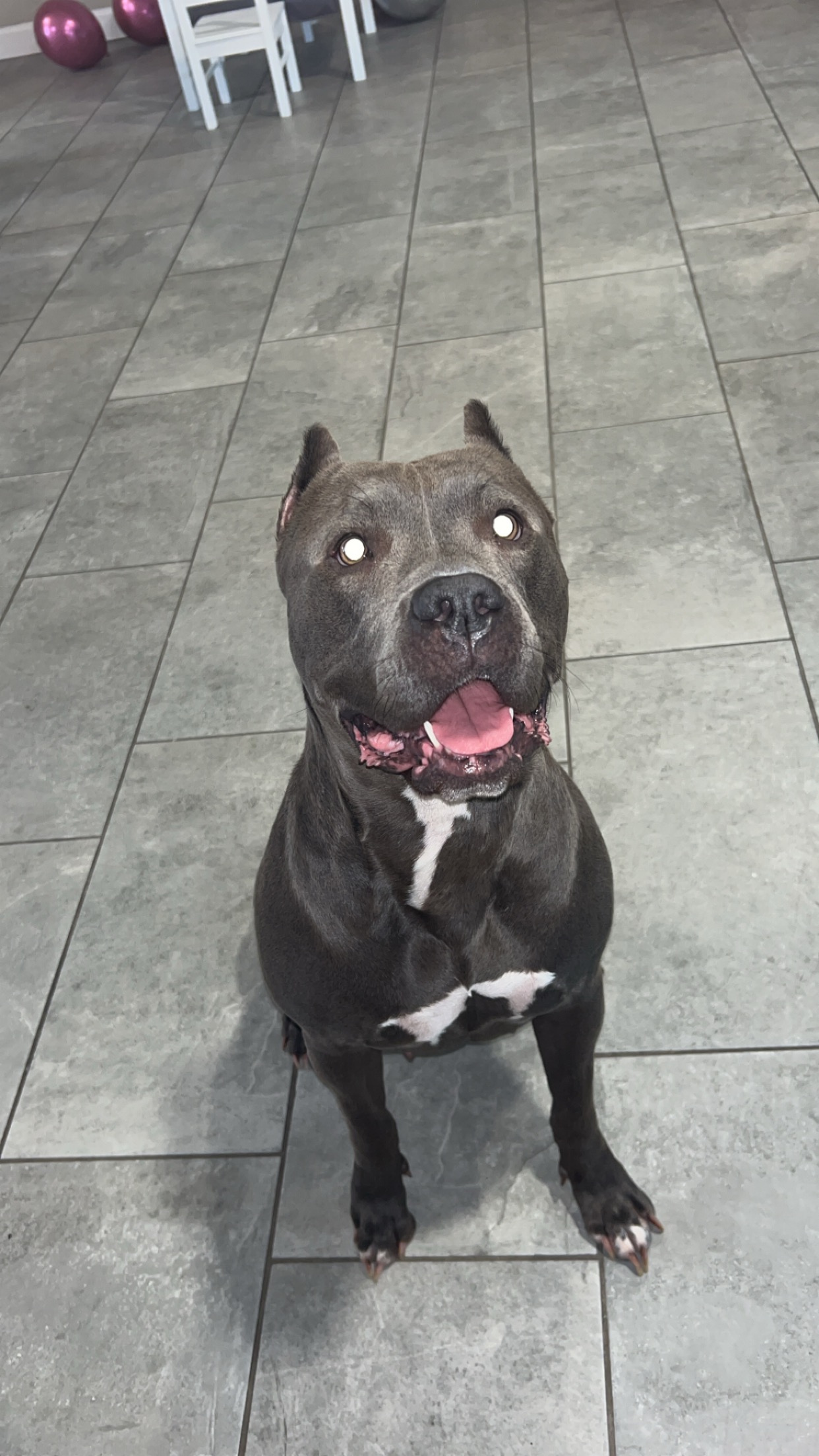 Fiji, Robert's dog